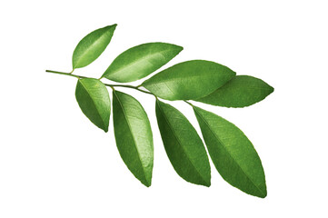 Fototapeta na wymiar Green leaves isolated on white