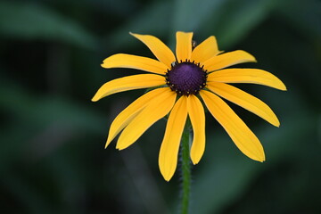 yellow daisy flower