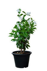 White flower of Snowflake, Milky Way, Arctic Snow, Winter Cherry Tree, Sweet Indrajao, Pudpitchaya or wrightia antidysenterica growing in black plastic pot in the garden isolated on white background.