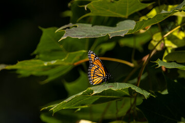 Butterfly on a leaf
