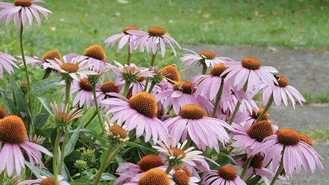 The yellow buds of the purple coneflower in the garden with the butterflies on it in Estonia