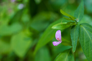 ハグロソウ（Peristrophe japonica）の花とコピースペース／日本埼玉県鎌北湖【8月】