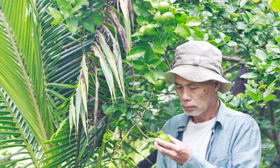 seniors picking green lemons