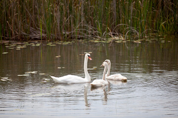 Swans swimming through a watery marsh in Ontario.