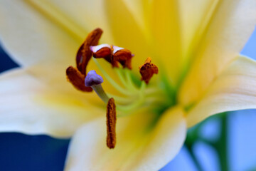 Yellow Asian Lily 05