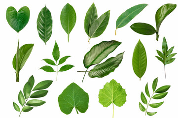 Set of Tropical leaves isolated on white background.