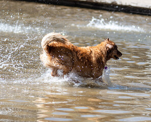 dog in water