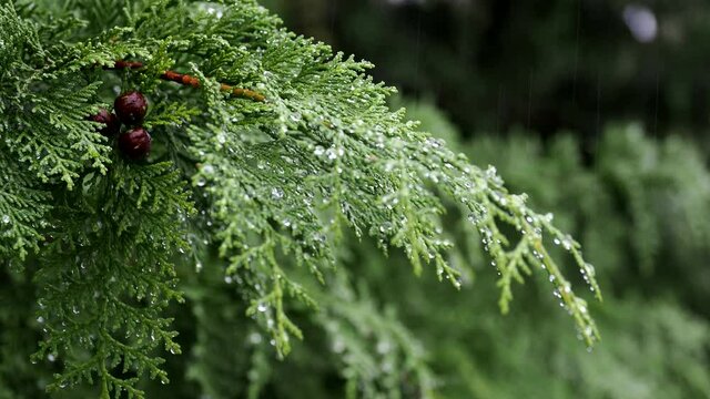 Tokyo,Japan - September 3, 2021: Closeup of cypress leaves and seeds in the rain
