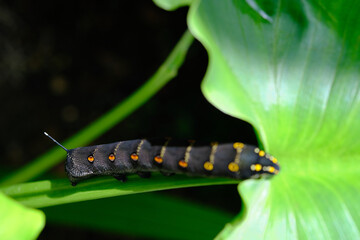 葉っぱを食べるセスジスズメ
