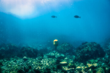 Fototapeta na wymiar 海底のポスト