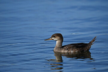Juvenile Common Merganser duck swimming along shore of lake 