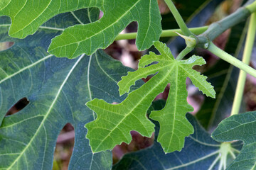 Fig Leaf 03