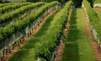 Vineyards & Grapes