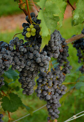 Vineyards & Grapes