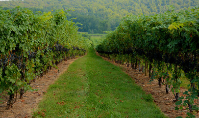 Fototapeta na wymiar Vineyards & Grapes