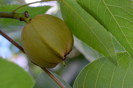 Pignut Hickory 02