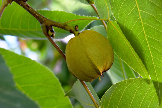 Pignut HIckory 03