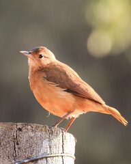 robin on a branch