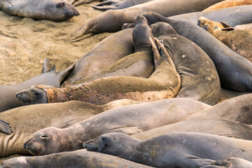 animals, Beach, Califoenia Central Coast, company, Elephant seals, e-seals, females, huddle, huge, mammals, marine, molting, Nothern, piedras Blancas