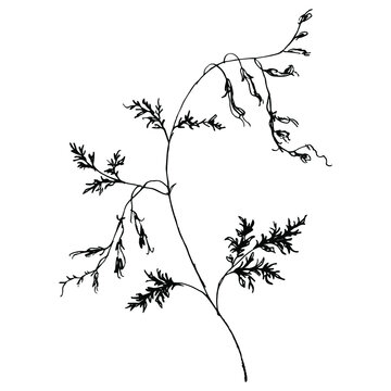 Branch of fumitory plant. Fumaria officinalis flower. Earth smoke. Black silhouette on white background. Hand drawn doodle linear sketch.