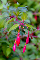 Fuchsia Pink Buds 03