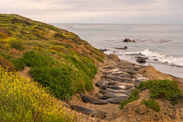 animals, Beach, Califoenia Central Coast, company, Elephant seals, e-seals, females, huddle, huge,...