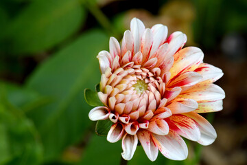 Dahlia Bud Opens 07