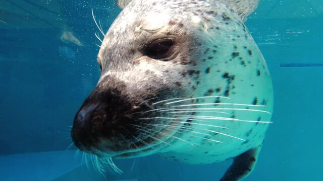 水族館の可愛いアザラシの様子