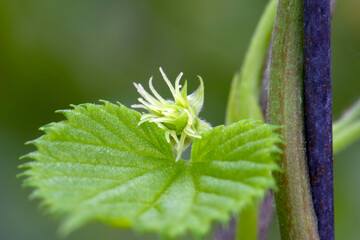Fototapeta premium Common Hop Bud 04