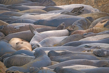 animals, Beach, Califoenia Central Coast, company, Elephant seals, e-seals, females, huddle, huge, mammals, marine, molting, Nothern, piedras Blancas