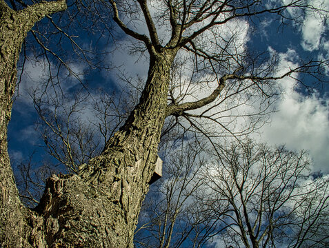 Ground view looking up a tree to a cloudy blue sky
