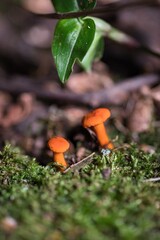 Orange Mushroom