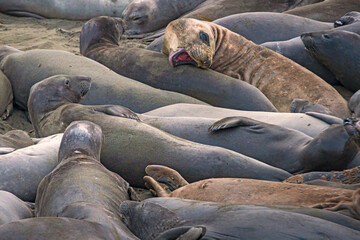 animals, Beach, Califoenia Central Coast, company, Elephant seals, e-seals, females, huddle, huge, mammals, marine, molting, Nothern, piedras Blancas