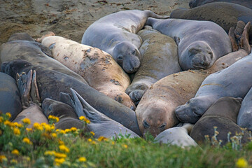 animals, Beach, Califoenia Central Coast, company, Elephant seals, e-seals, females, huddle, huge, mammals, marine, molting, Nothern, piedras Blancas