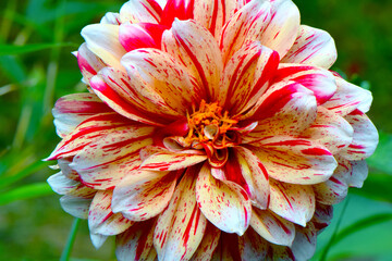 Dahlia Pinnata 11