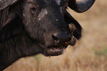 Buffalo and bird living in Masai Mara, Kenya