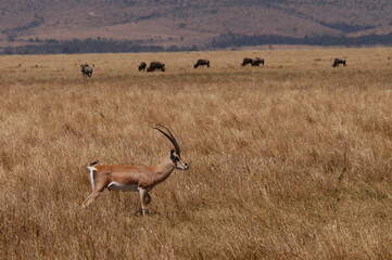 Impala living in Masai Mara, Kenya