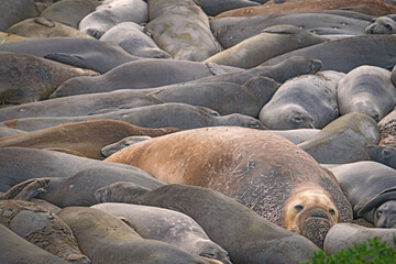 animals, Beach, Califoenia Central Coast, company, Elephant seals, e-seals, females, huddle, huge, mammals, marine, molting, Nothern, piedras Blancas