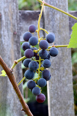 Cluster Purple Grapes 26