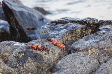 Several Sally Lightfoot Crabs resting on rocks by the seashore