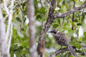 A Galapagos Mockingbird perched in a branch