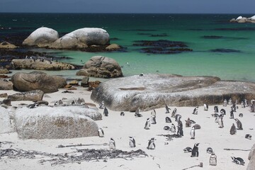 south african penguins