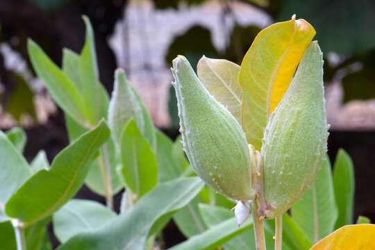 Green Milkweed Pod 03