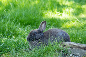 close up of a cute grey rabbit resting on the green grasses in the park