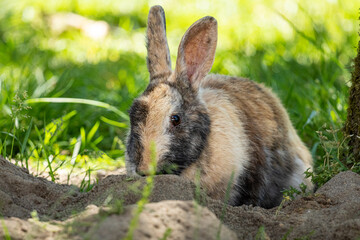 close up of a beautiful rabbit with mixed grey and brown fur digging near its rabbit hole in the park