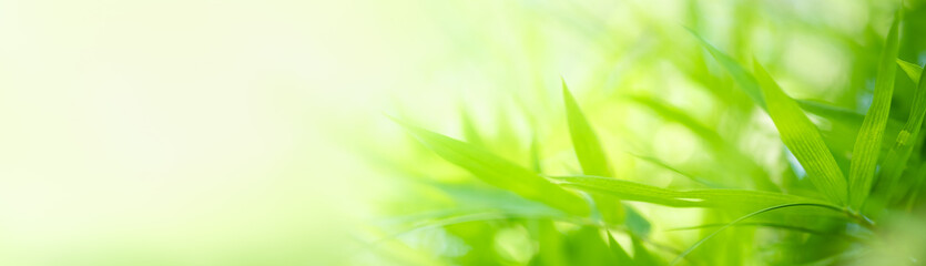 Nature of green leaf in garden at summer. Natural green leaves plants using as spring background cover page greenery environment ecology wallpaper