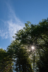 sun light shine through the dense foliage in the park with thin layer of cloud pass by the sky