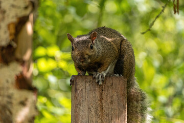 close up of a cute grey squirrel sitting on top of a wooden stick in the park staring at your direction