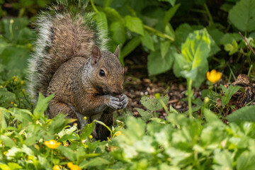 close up of a cute grey squirrel eating some seeds on the ground surrounded by green grasses