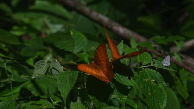 Thai Cruiser, Vindula erota, perched on a plant during a sunny day and another one arrives while others are flying around; Kaeng Krachan National Park, UNESCO World Heritage, Thailand.